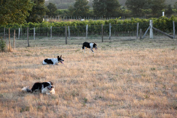 Dmonstrations de border collies