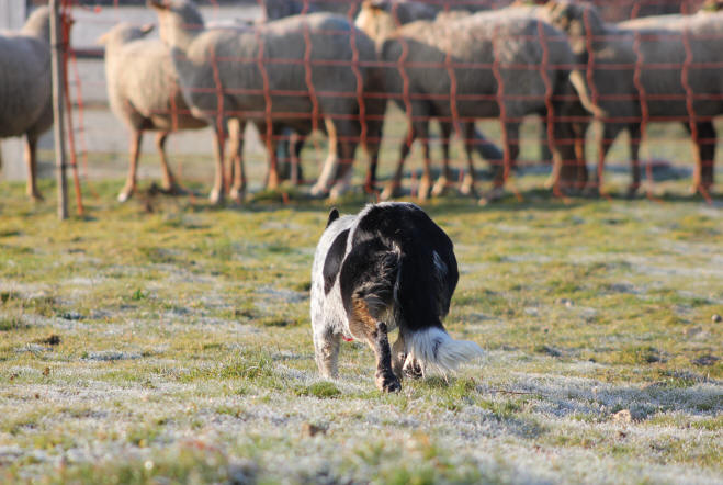 Dresser son Border collie