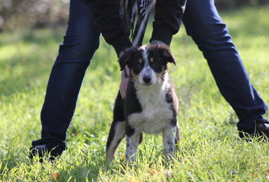 Border collie video