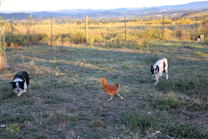 Entranement de chiens de berger