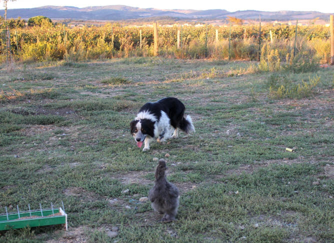 Entranement de chiens Border collie sur poule Ngre soie.