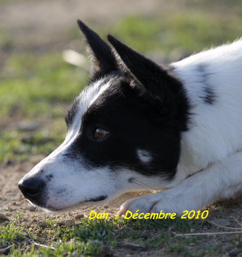 border collie dans l'aude