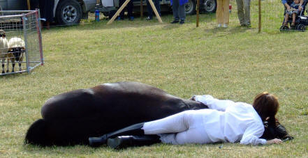 pension pour chevaux et poneys