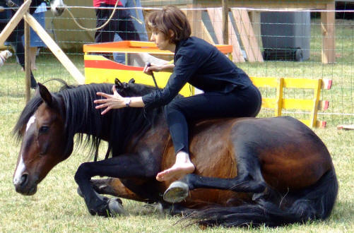 dmonstrations  cheval et chevaux de loisir