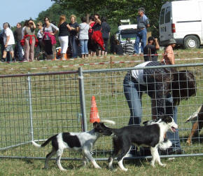 animations, dmonstrations de chiens de bergers