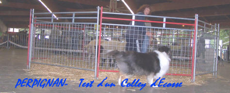 Border collie dans les Pyrnes orientales