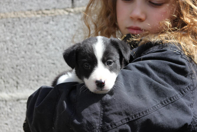 Chiot Border collie a vendre.