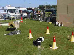 animations avec Border collie chiens de bergers et chevaux dans l'aude 