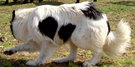 border collie