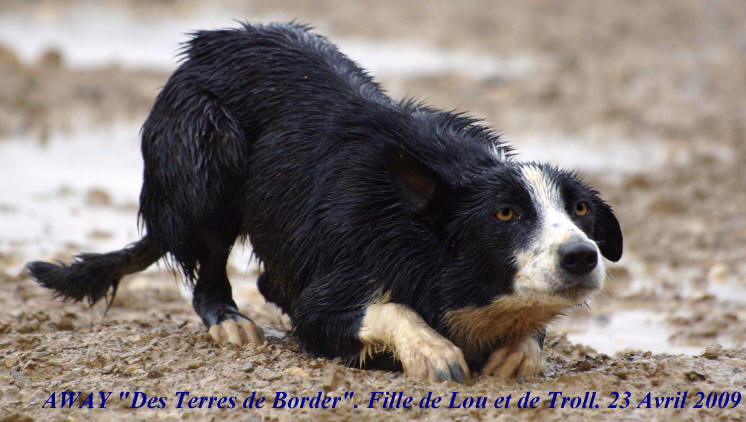 dmonstrations de border collie au travail avec Raoul Kergomard,dpartement de l'aude