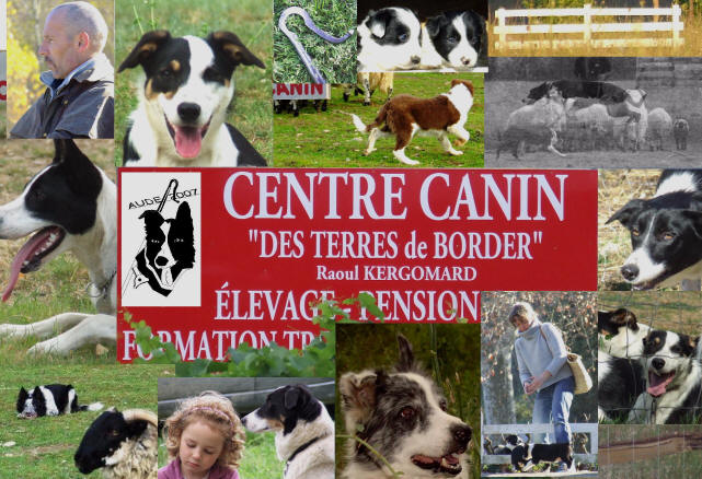 leveur de border collie sur google, msn, yahoo, altavista et moteurs de recherche. Kergomard, annuaire border collie.