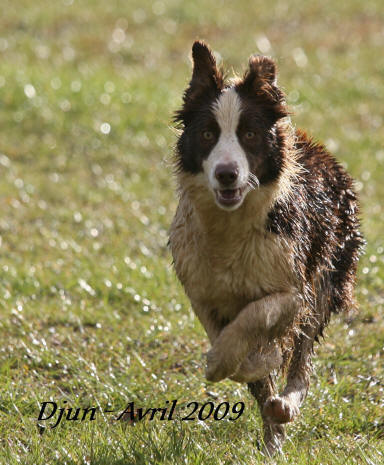 annonce chiots border collie, vente de chiots border collie