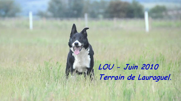 leveur de border collie dans l'aude