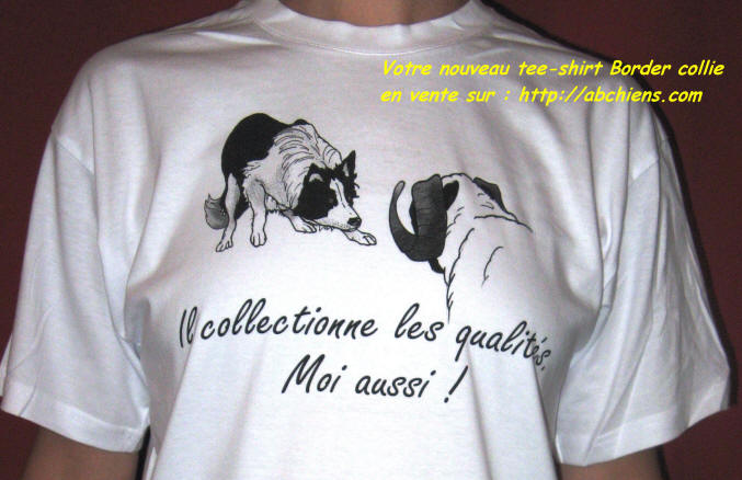 Vente de Border collie