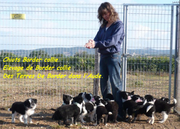 donne chiot border collie