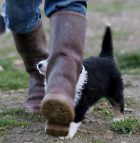 chiot border collie dans l'Aude