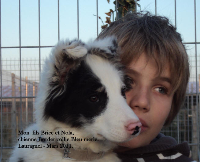 chiot border collie bleu merle