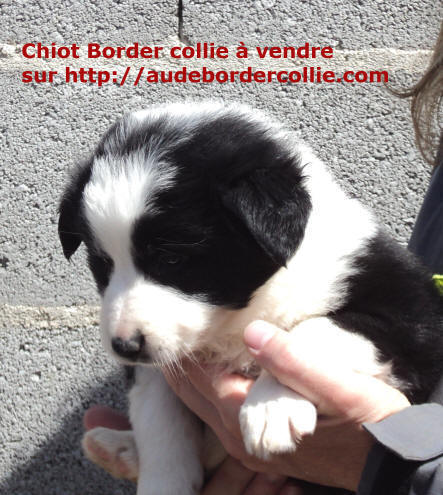 annonces border collie