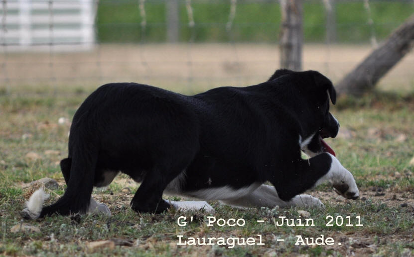 Chiot border collie  vendre