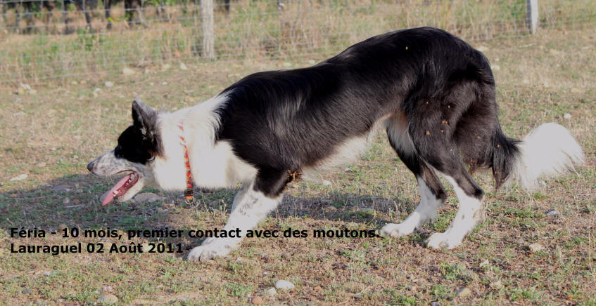 Le dressage du Border collie au troupeau