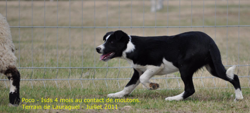 Chiot Border collie  vendre