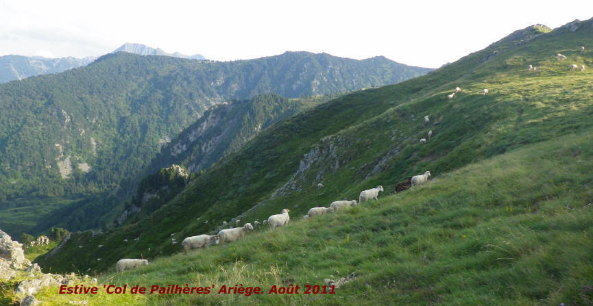 Chien de protection dans les Pyrnes