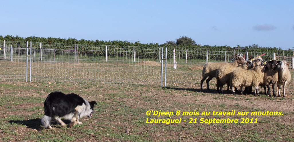 Border collie dressage