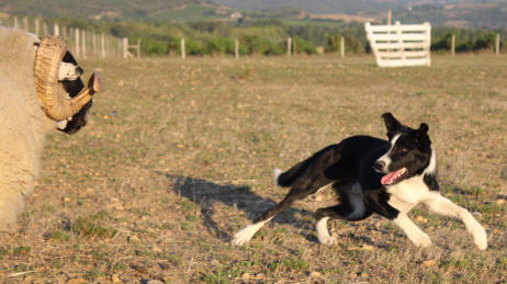 Aled Owen Border collie