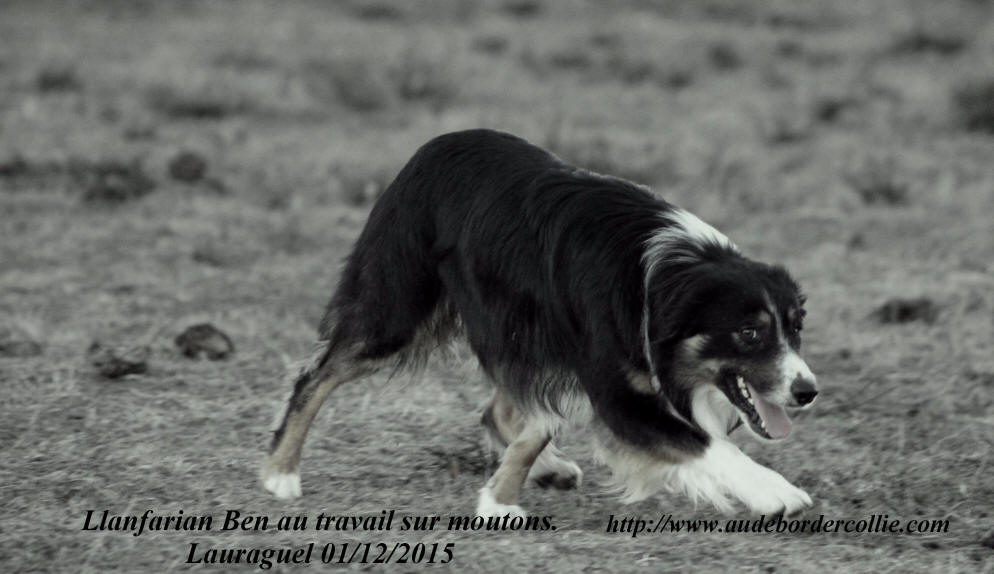 Llanfarian Border collie