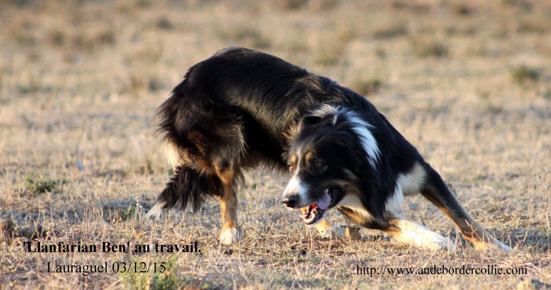 Photo Border collie.