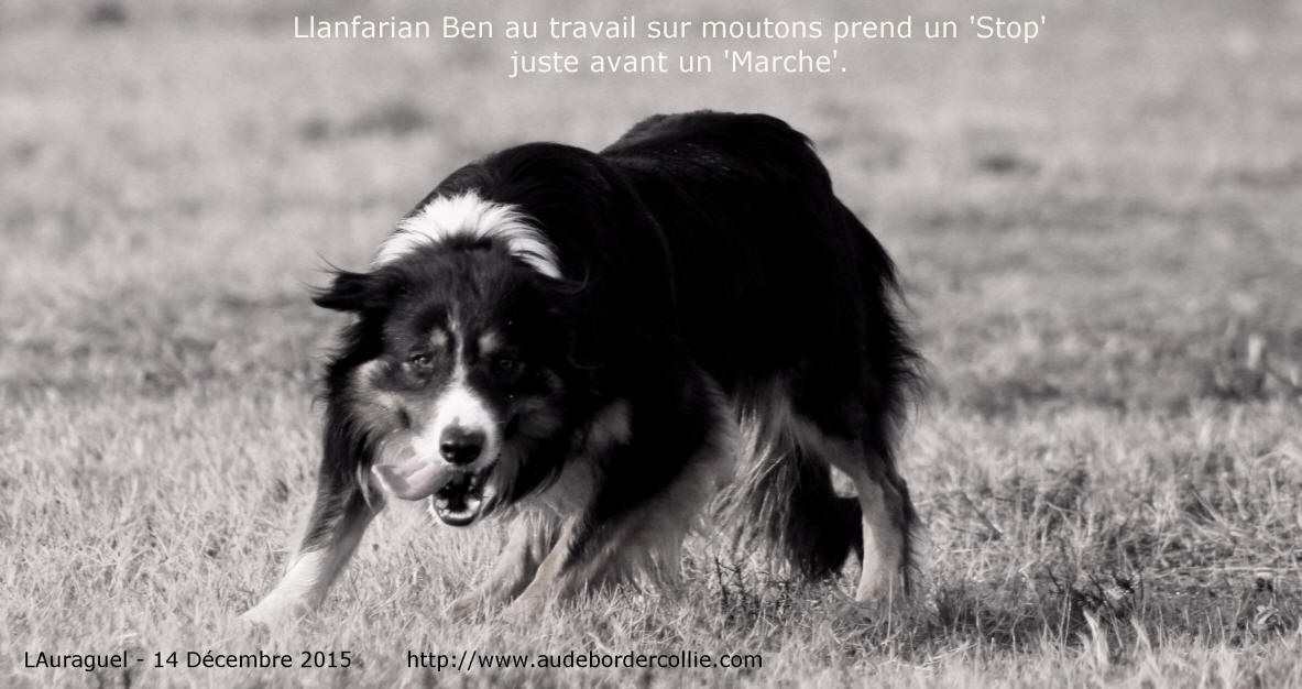 Pourquoi un Border collie