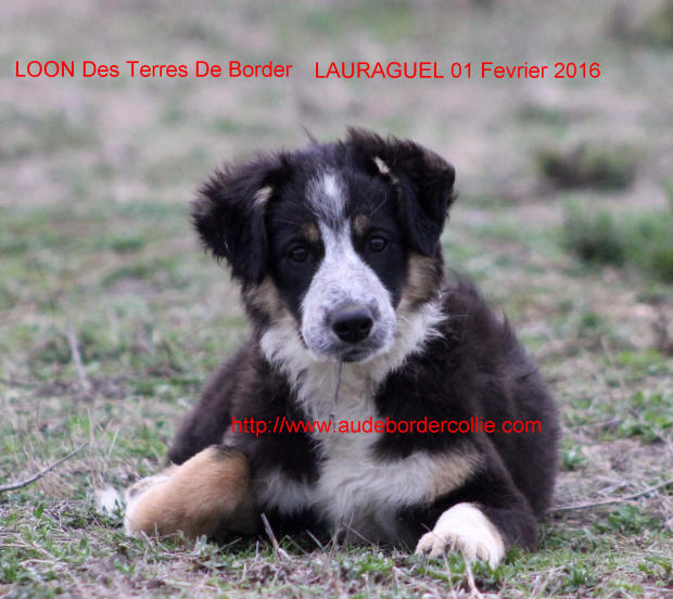 Eleveur de Border collies