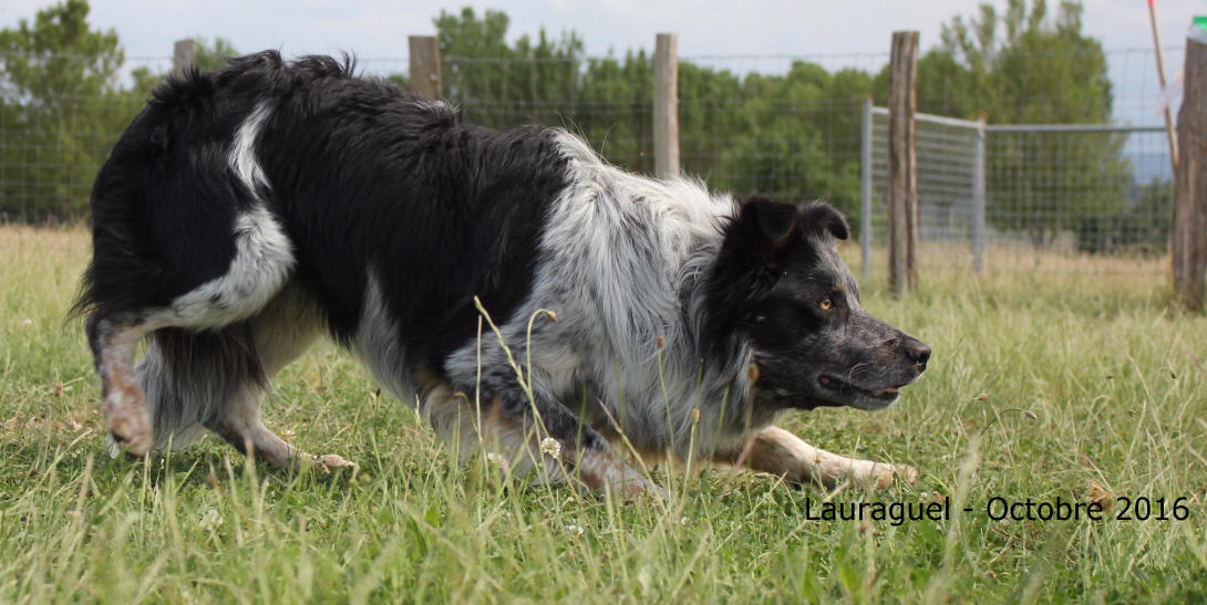 Border collie  vendre