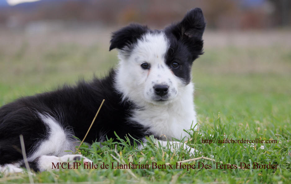 Chiot border collie  vendre