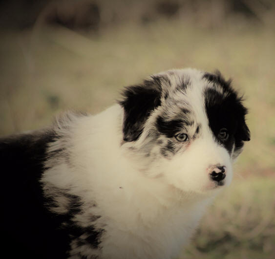 Chiot border collie