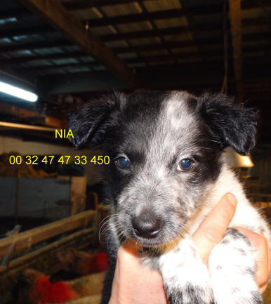 Chiot Border collie en belgique