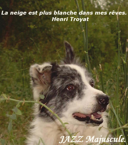 Elevage de border collie, dressage de border collie, pension canine aude