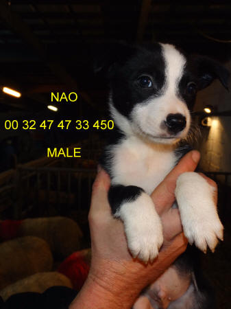 Chiot Border collie a vendre