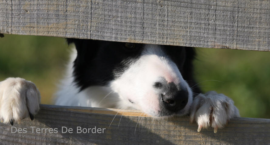 levage de Border collie dans l'aude