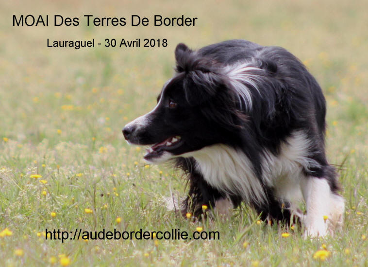 Border collie dans le Lot