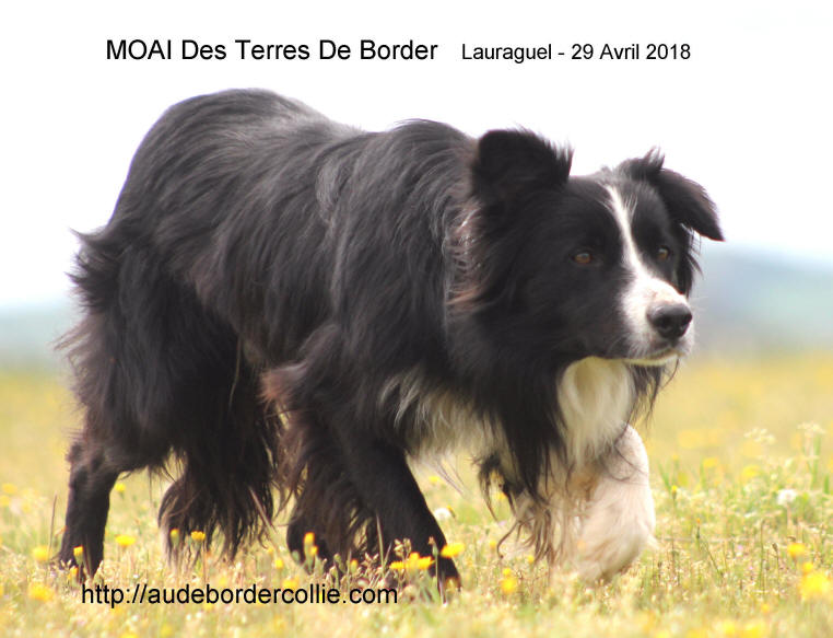 Chiot Border collie dans le Lot