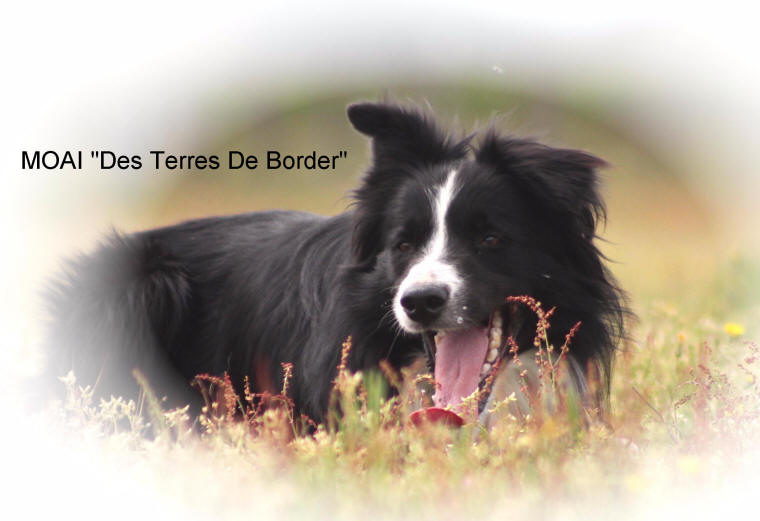 Border collie dans le Lot