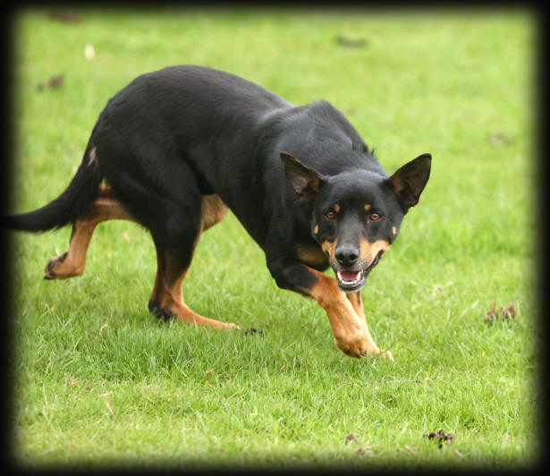 Working Kelpie