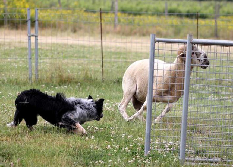 Border collie Belgique