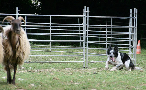 Border collie moutons