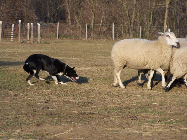 Border collie dressage.