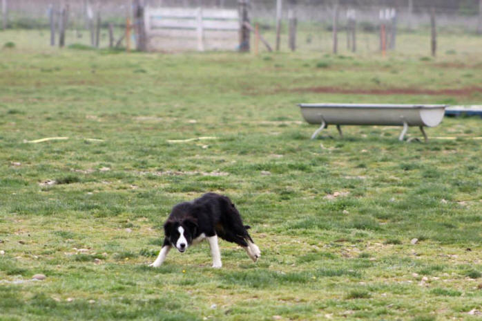 Border Collie