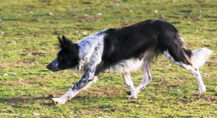 petites annonces border collie kergomard