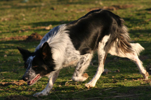 levage de border collies