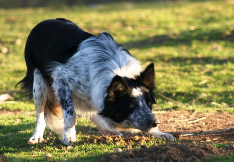 chienne Border collie au travail